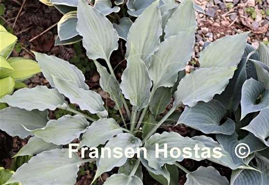 Hosta Buttonwood Bay